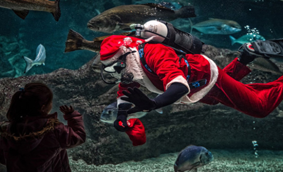 Discover Amazing Underwater